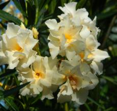 Agosto - Nerium Oleander