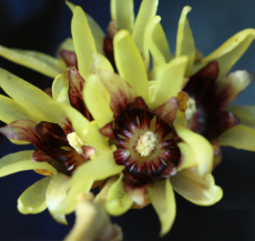 January - Calycanthus Praecox