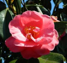 March - Camelia Japonica