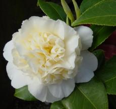 December - Camelia Sasanqua