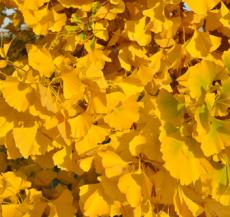 November - Ginko