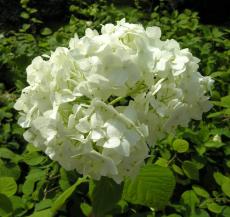 Juillet - Hydrangea