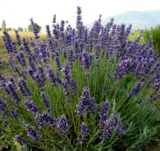 Juin - Lavanda