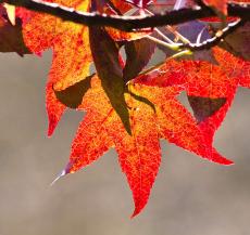 October - Liquidambar