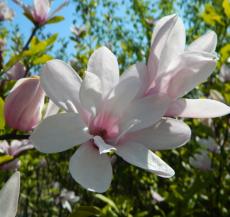 February - Magnolia Soulangeana  