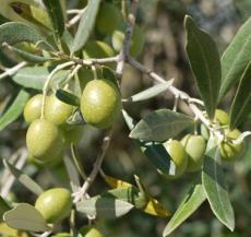 Settembre - Olea Europea