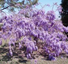 апрель - Wisteria Sinensis 